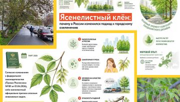От «идеального» дерева до биологической угрозы: путь клёна ясенелистного в России